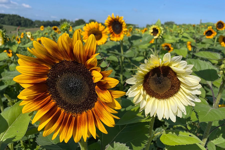 Sinkland-Sunflowers_7765.jpg