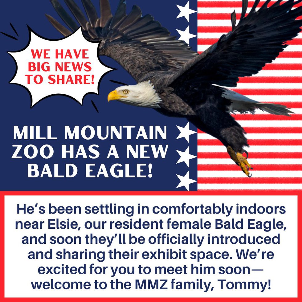 MMZoo Eagle.jpg