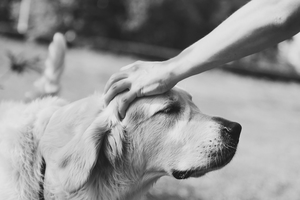 petting dog.jpg