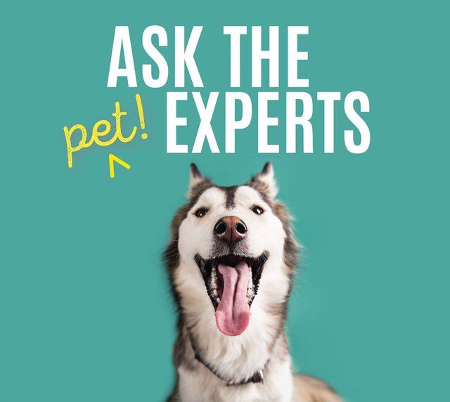 Ask-Pet-Experts.jpg