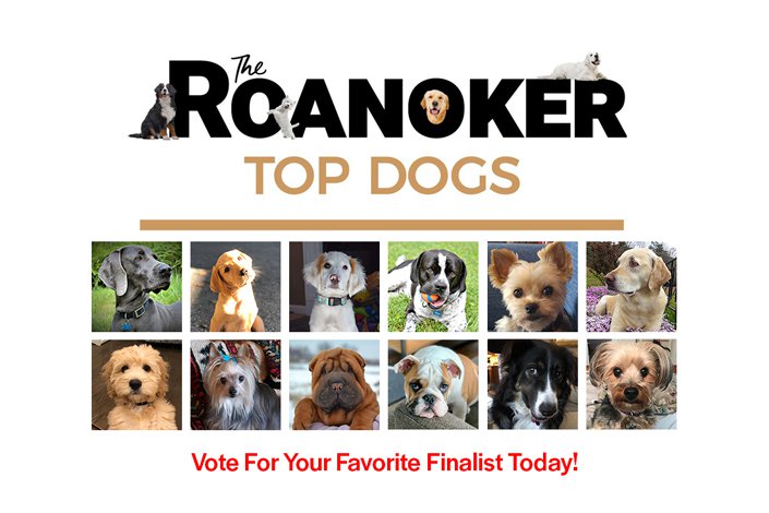 Top-Dogs-Finalists-homepage.jpg