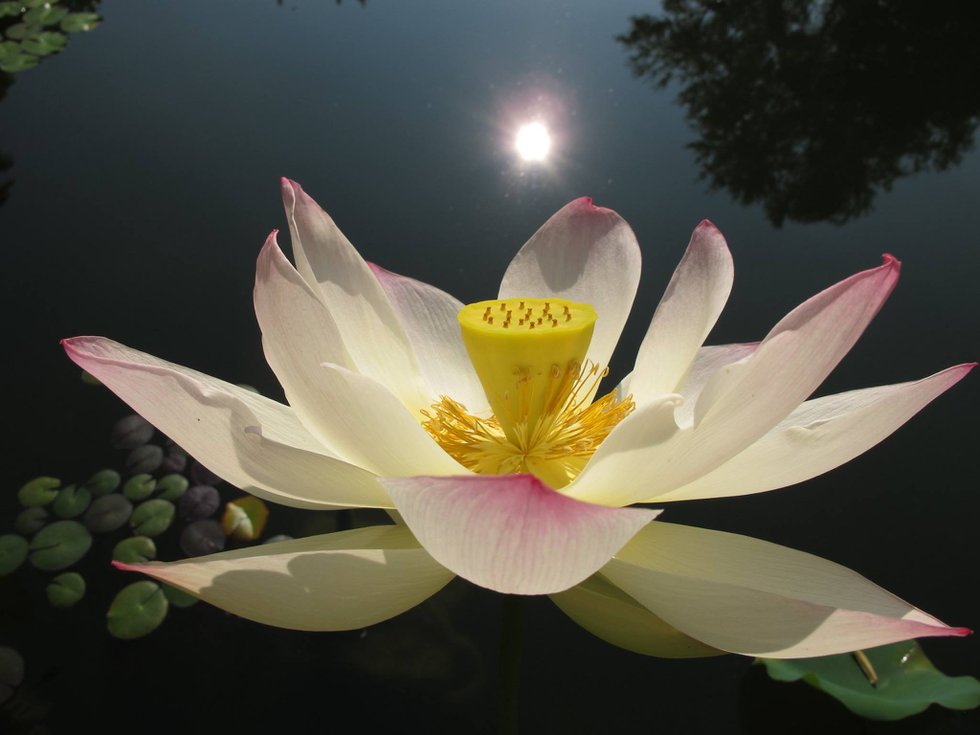 BBMA Yoga Lotus Flower photo.jpg