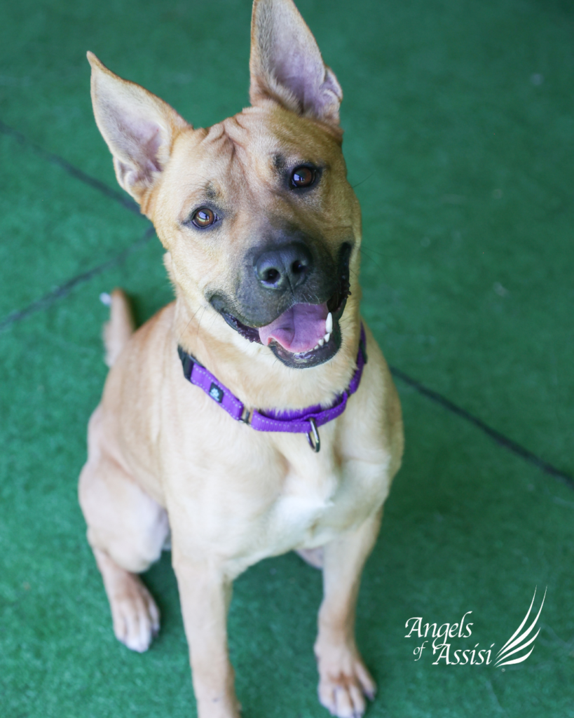 Jeter, available for adoption at Angels of Assisi.