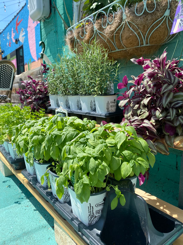 Custom Indoor Herb Garden from Gatewood Rose Botanical