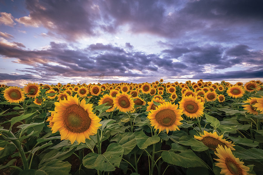 Beaver Dam Farm Sunflower Festival
