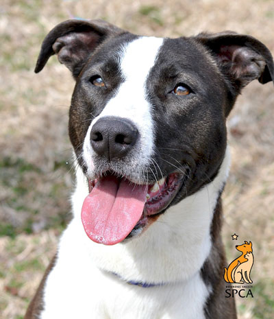 RVSPCA Furry Friday: Sugar