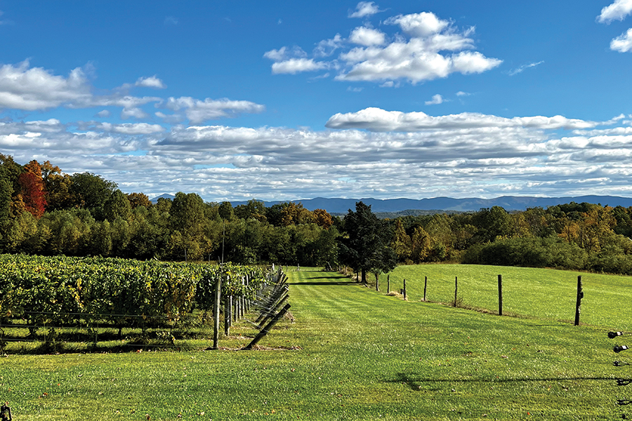 The lush vineyard is framed by sweeping views of the Blue Ridge Mountains.