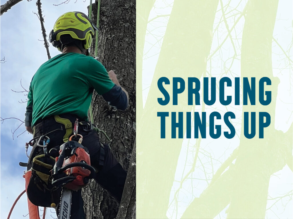 Climbing trees using harnesses and ropes is a common method used by arborists to help them reach tall branches.