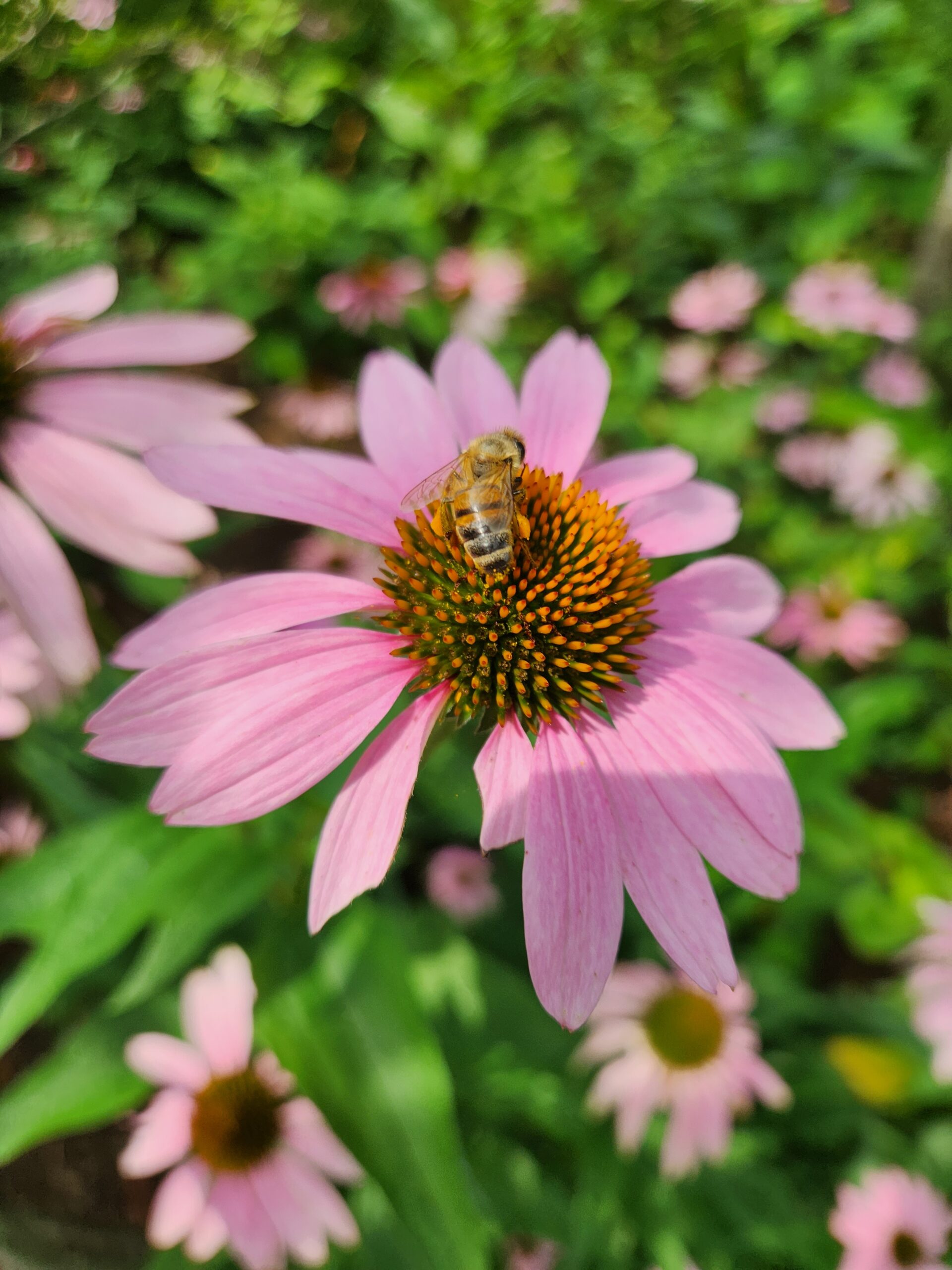 Honeybee on a coneflower in the Virginia Western Arboretum native plants garden.