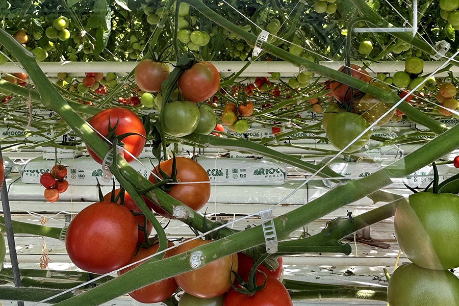 The Virginia Western planning team visited Red Sun Farms in Dublin in April 2023 during the proposal planning process and observed the facility’s hydroponic systems.