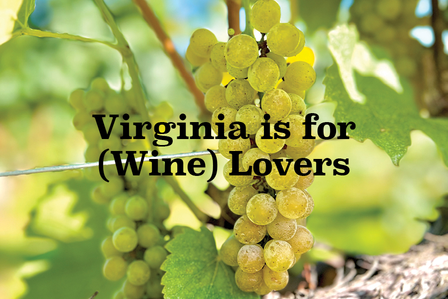 Estate grown Chardonnay ripens in the autumn sun.