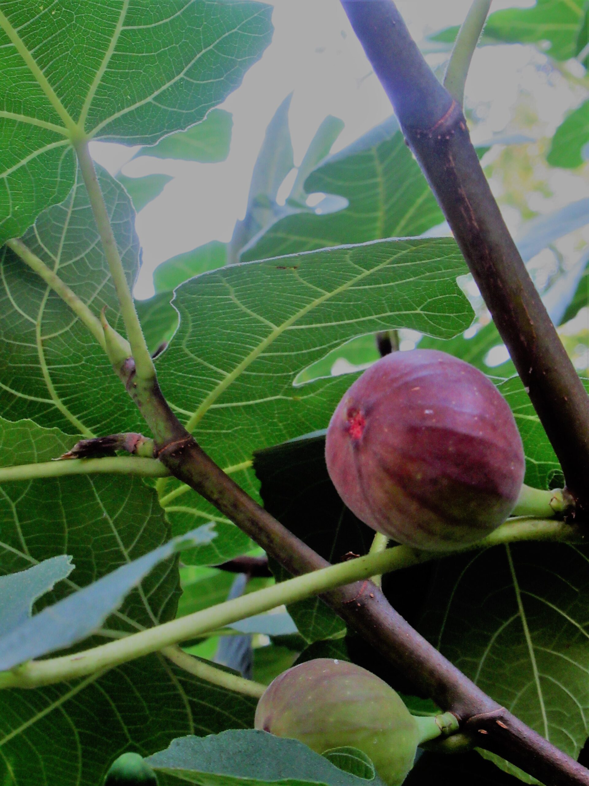 It's fig season!