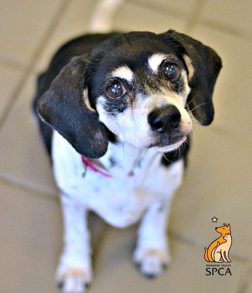 Gertie