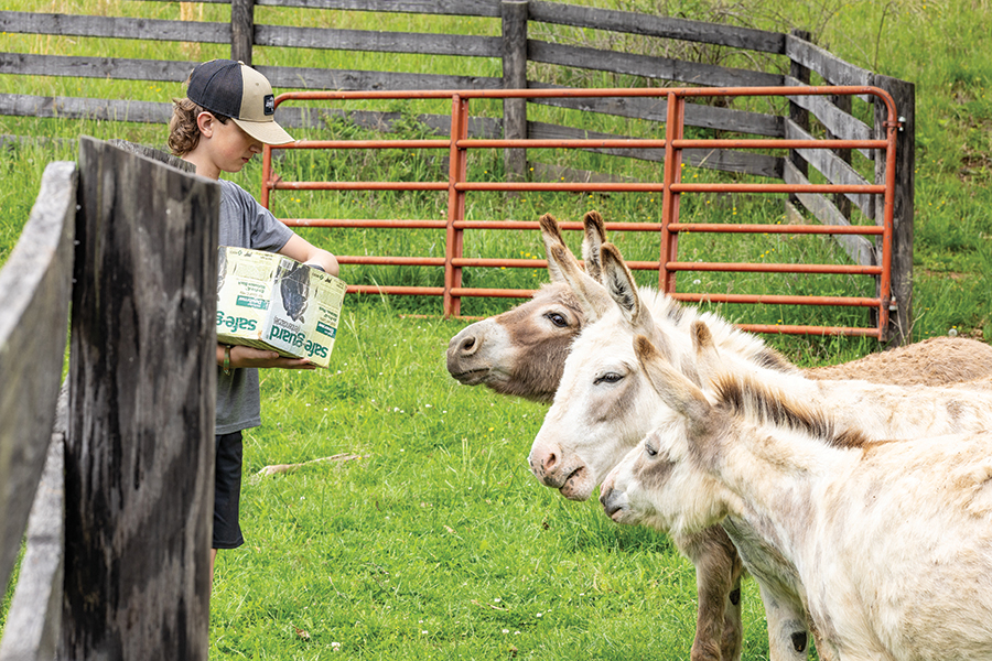 With room to roam and lots of love, the livestock at The Farm at Sinking Creek are happy.