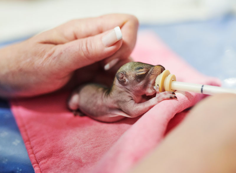 Garvin feeds a baby squirrel that will rehabilitated and released back into the wild.