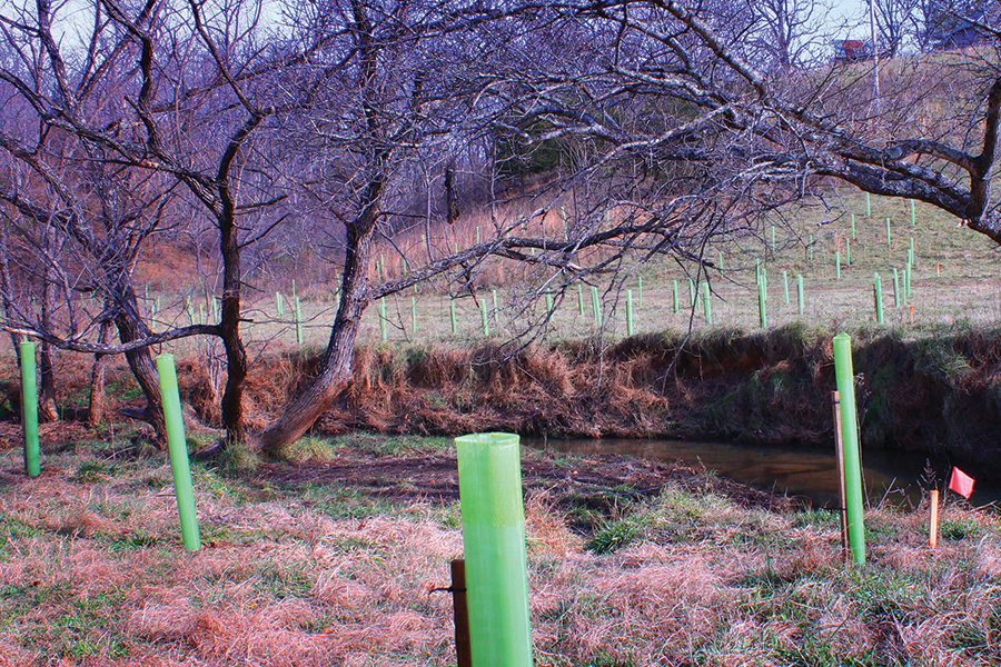 The tubes hold new seedlings.