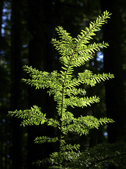 Healthy branch. The hemlock grows well along streambeds, providing shade for fish.