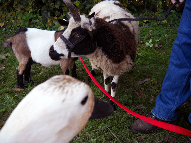Here I am checking out some local goats at the Shawsville Harvest Festival!