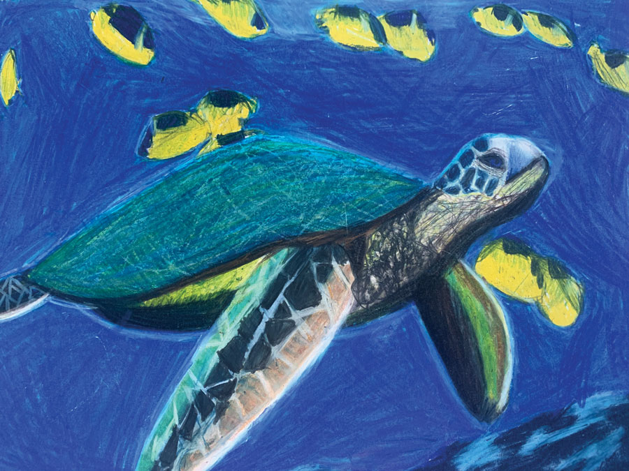 My daughter’s sea turtle drawing from her extracurricular art class--keeper drawer.