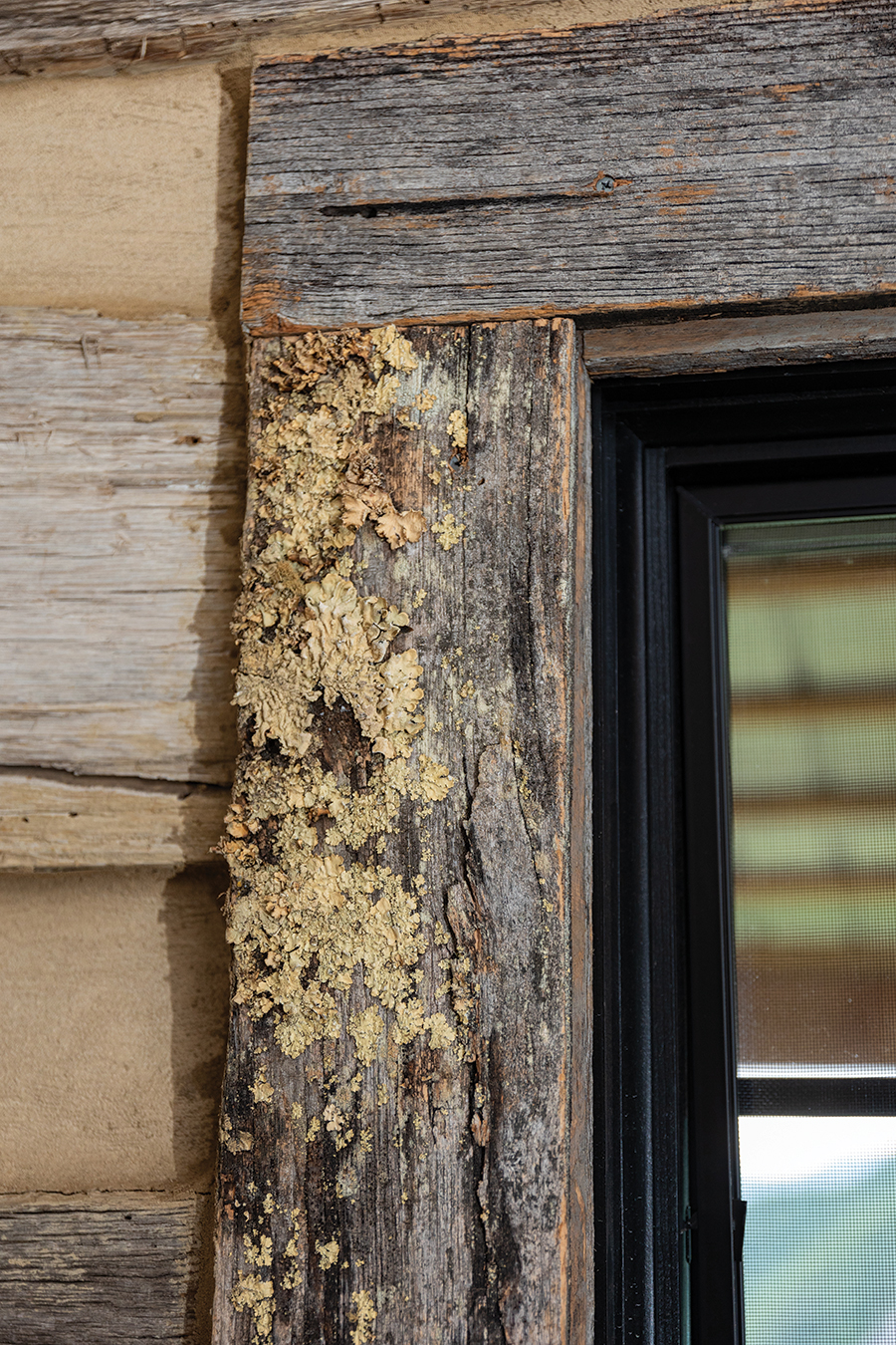 These boards had been laying in the field around the home and naturally began growing lichen moss.
