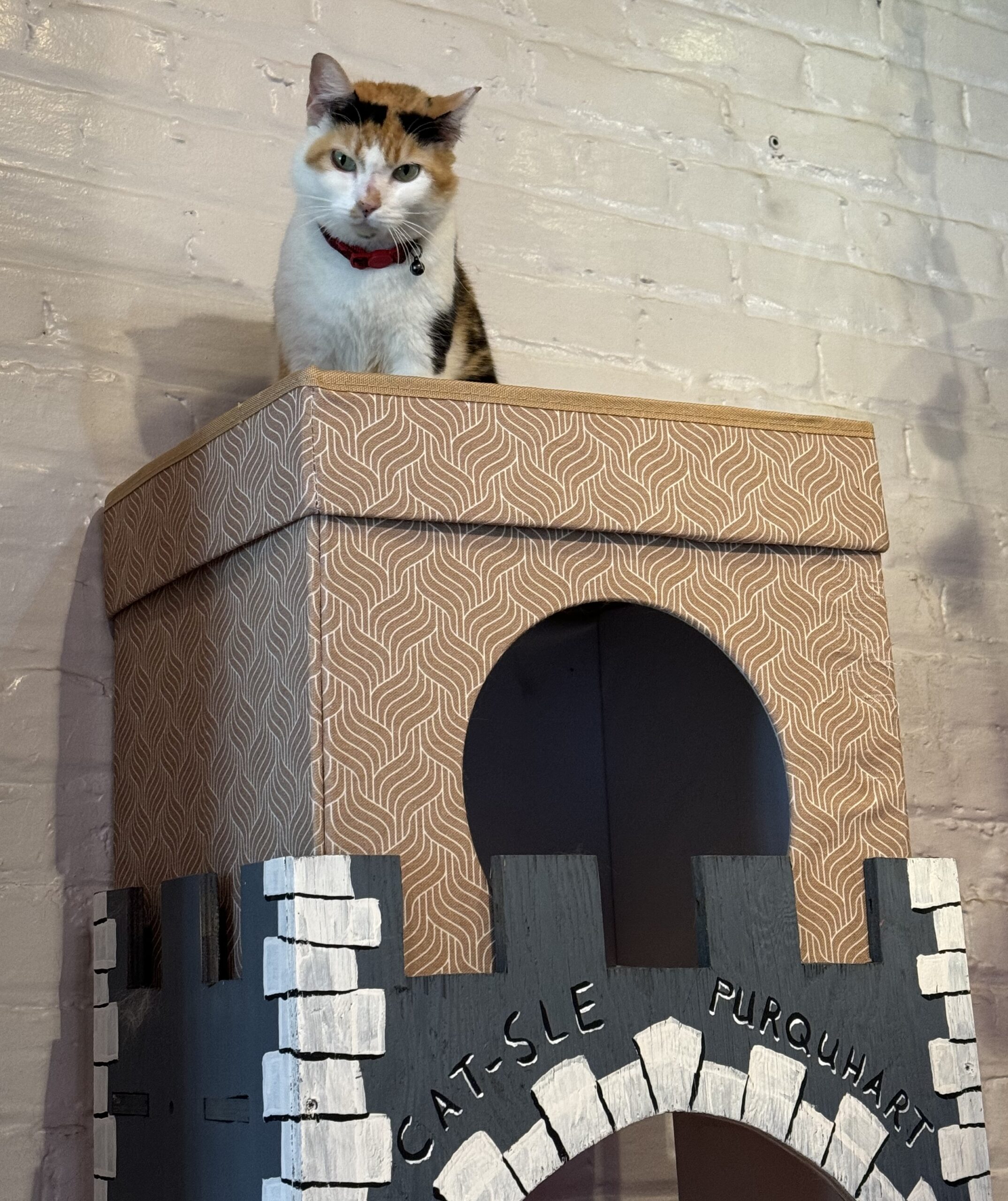 The ruler of the cat-sle.