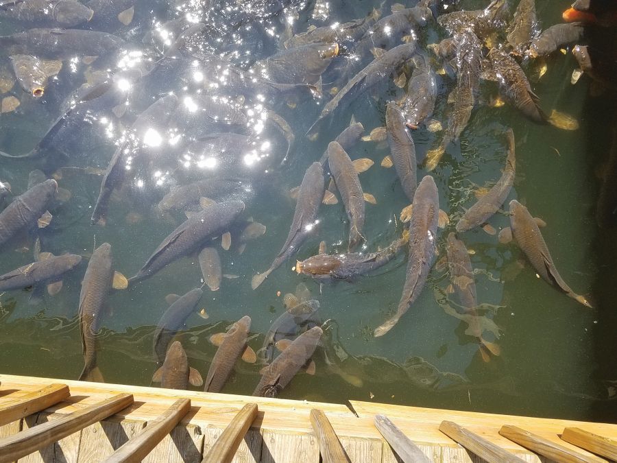 A carpet of carp, always ready for hand feeding to benefit a good cause.