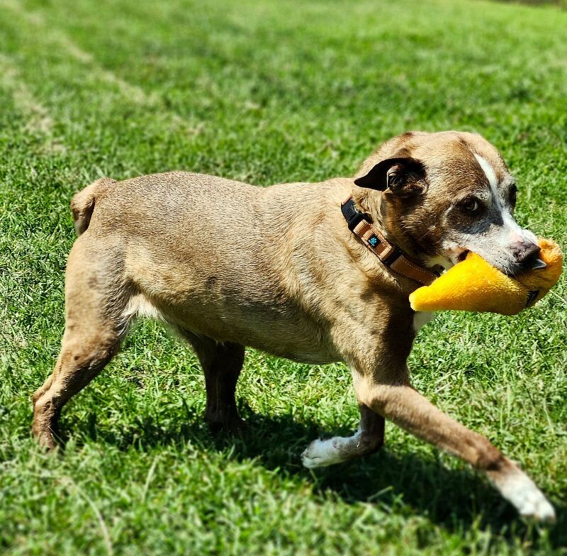 Agatha, 10 years old, Agatha is very happy, silly, cuddly, and loves attention and people. She is playful, loves walks, is good in the car, she has excellent house manners, is tolerant of cats and small dogs as long as they respect her space. She knows basic commands such as here, sit, wait, outside, no, find your toy, and leave it. Besides being with her people, her favorite thing is fetch with soft squeaky toys. She is such a polite girl.