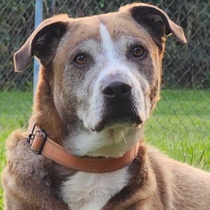 Agatha is one of many lovable senior dogs receiving a second chance thanks to support from The Grey Muzzle Organization. To meet more older best friends, visit angelsofassisi.org or call (540)344-8707.