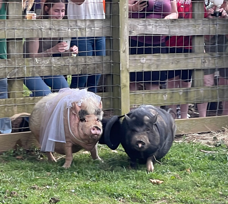 Perry, a black pot-bellied pig, and one true love Darla, a pink pot-bellied pig were married on Roanoke County’s Cloud Nine farm.