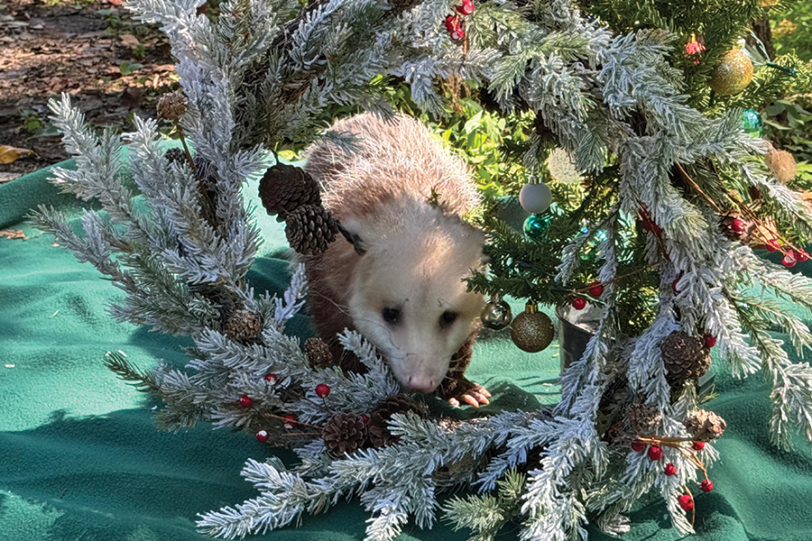 Paw Paw the possum