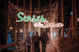 The immersive magic of Illuminights is the very definition of seasonal wide-eyed-wonder.