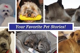 201479d0-f8e8-11e4-821b-22000b078648-RKR-Pet-Stories