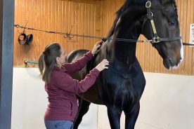 Linda Bailey treats a horse with red light therapy.