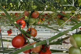 The Virginia Western planning team visited Red Sun Farms in Dublin in April 2023 during the proposal planning process and observed the facility’s hydroponic systems.