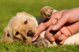 4515f754-fd67-11e8-a134-120e7ad5cf50-nipping_pup