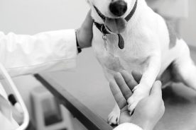 469862a8-224b-11e8-adfd-121bebc5777e-Vet-Care