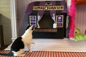 A Kitty City resident in front of one of the custom-made “businesses” in the café.
