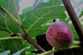 It's fig season!