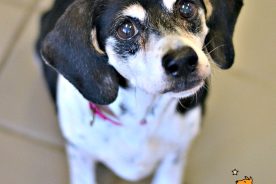 Gertie
