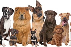 80464ea4-b2ed-11e5-93fb-22000b078648-choosedog