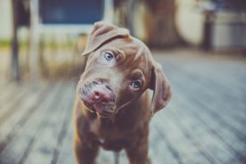 824d68ea-2ed6-11e5-8830-22000b078648-DogBlogPost4