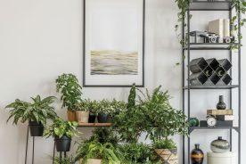91910e68-c81c-11e9-8142-12f1225286c6-Plants