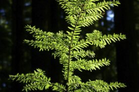 Healthy branch. The hemlock grows well along streambeds, providing shade for fish.