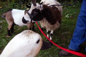 Here I am checking out some local goats at the Shawsville Harvest Festival!