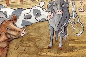 Maybe PETA was in on this caper? About $11,000 worth of cattle bound for the slaughterhouse was rustled out of a Bedford County stockyard in March, loaded up in a 20-foot cattle carrier around dawn and driven away to who-knows-where.