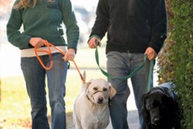 Lauren and Whit Ellerman walk near their home on Jefferson Street with Gracie (white coat) and Atticus. Lauren Ellerman’s sentiment: “Family or no family, we are all welcome.”