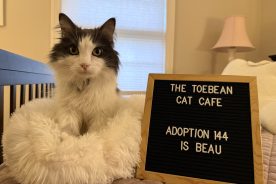 Beau poses for his official adoption photo in his new home.