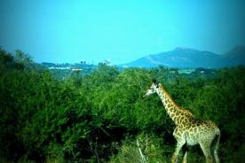 a6ad9a9e-fd62-11e3-ad81-22000a4f82a6-SouthAfrica7