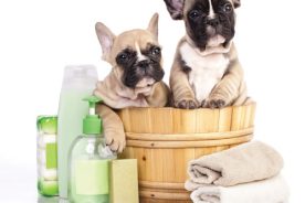 a8429edc-224c-11e8-b111-121bebc5777e-Pet-Care