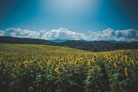 Beaver Dam Farm Sunflower Festival